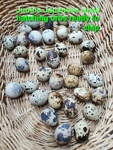 Jumbo brown coturnix quail hatching eggs