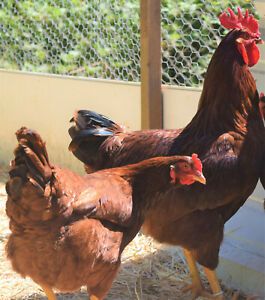 20++++ Rhode Island Red Hatching Eggs =Excellent layers of Large Brown Eggs!