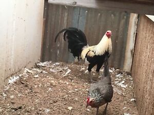 6+ Fox Grey Game Fowl Hatching Eggs