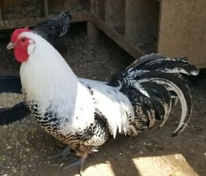 8+ Silver Deathlayer (Westflische Totleger) Hatching Eggs (NPIP AI Clean)