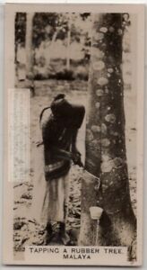 Tapping Rubber Ficus Tree For Latex In Malaya 1920s Ad Trade Card