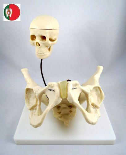 Medical Educational Anatomic model Birth Demonstration model IT-113 ARTMED