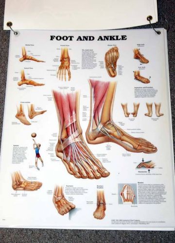 Vintage Large Anatomical Teaching Chart Set Human Skeleton &amp; Foot Podiatry