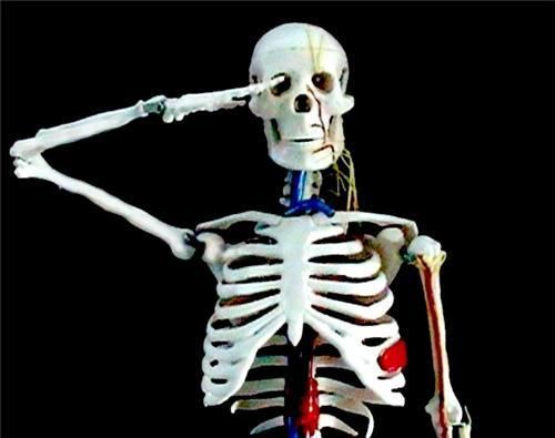 Human Anatomical Skeleton with Nerves &amp; Blood Vessels