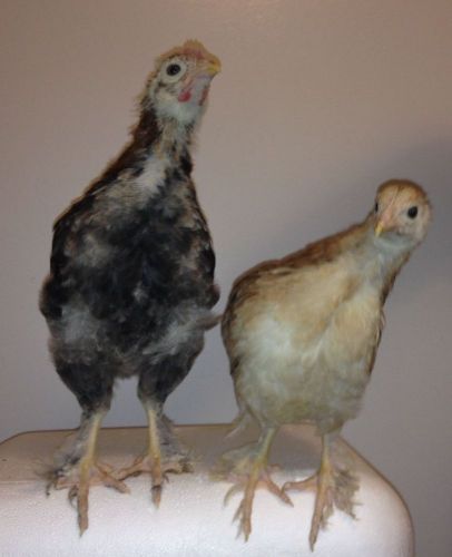 12 FRENCH WHEATEN MARANS CANADIAN LINE Hatching Eggs