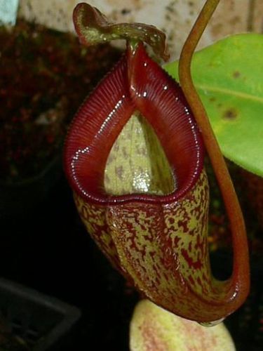 Fresh rare nepenthes talangensis (10+ seeds) hot item,wow!!!!! for sale