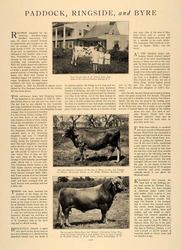 1928 article american cattle breeding walhalla farms  - original for sale