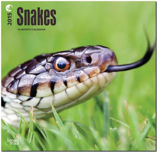 2015 SNAKES Python Viper Rattlesnake Wall Calendar 12 X 12 NEW &amp; SEALED