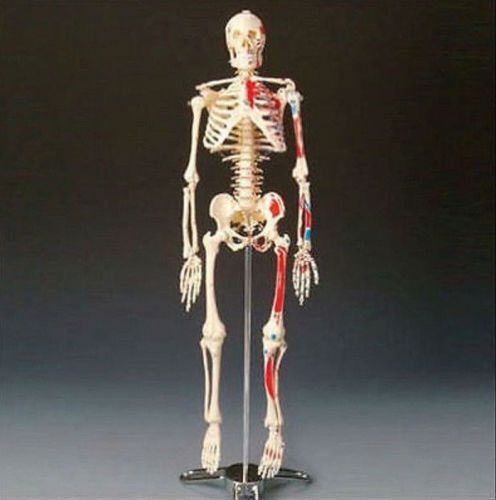 Human Body Skeleton Anatomical Anatomy Medical School Bone Education Supplies