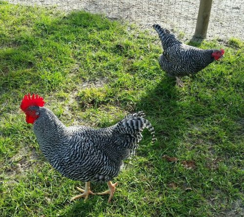 One Dozen Plymouth Barred Rock Hatching Eggs