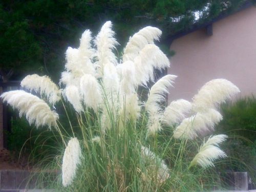 Fresh Cortaderia &#034;selloana&#034; (White Pampas Grass)(20+ Seeds) WOW, L@@K!!!!!!