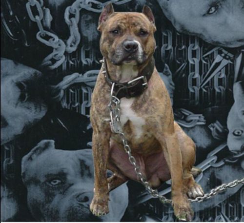PIT BULL DOG  CAMO K9 DEMON HYDROGRAPHIC WATER TRANSFER HYDRO DIP DIPPING FILM