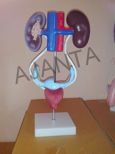 Female Urinary System Anatomical Model S-392