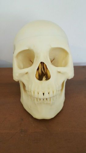 3B Scientific Plastic Human Skull Model, 3 Parts, 7.9&#034; x 5.3&#034; x 6.1&#034; FREE SHIP!