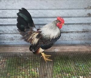 6+ Game Fowl Chicken Hatching Eggs. Fertilized. Fresh  Gamefowl