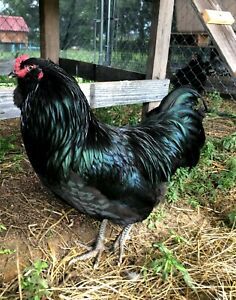 6 + Blue, Black and Splash Ameraucana Fertile Hatching Eggs