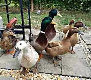 12 DUCK Hatching Eggs Cayuga Welsh Harlequin Rouen Khaki Campbell Golden Fertile