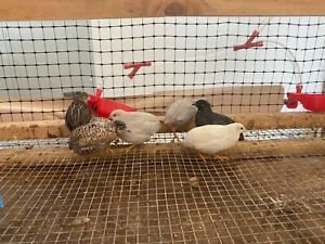 18 button quail hatching eggs