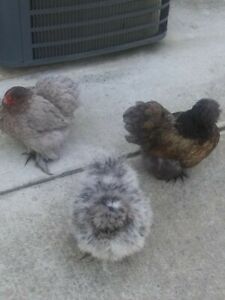 12 fertilized bantam cochin satin silkie sizzle frizzle small chicken eggs