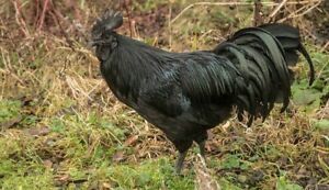 10+ Fertile Chicken Hatching Eggs - Assorted Barnyard mix AYAM CEMANI POSSIBLE!