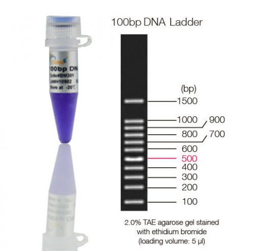 100 bp dna ladder for gel electrophoresis, ready-to-use, 5 tubes with 500ul each for sale