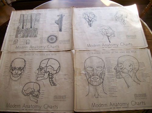 4 VINTAGE 1933 ANATOMY CHARTS HEAD NECK SKIN BEAUTY CULTURIST SHOP MAGAZINE