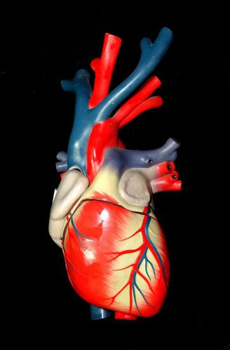 ESP Enlarged Flexible Heart Anatomical Teaching Model without base ZKJ-642-W