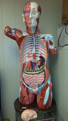 Clay adams anatomical model for sale