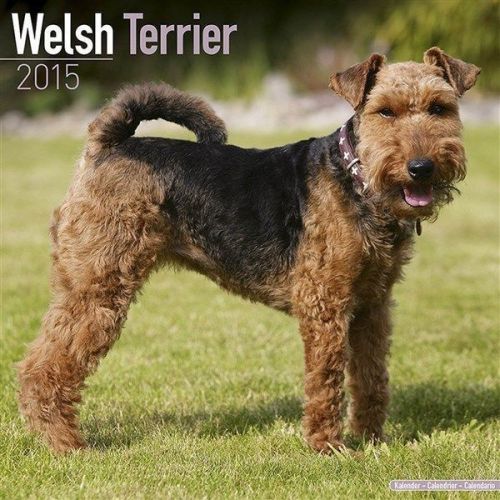 NEW 2015 Welsh Terrier Wall Calendar by Avonside- Free Priority Shipping!