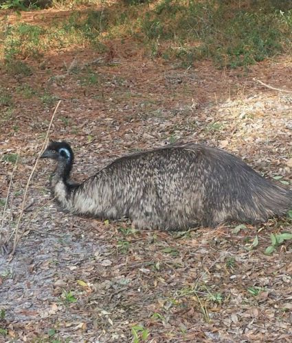 Emu hatching egg