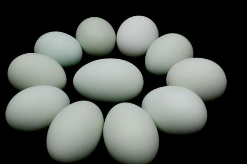 fertilize ameraucana eggs