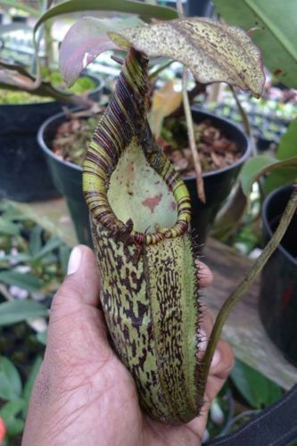 Fresh rare nepenthes spectabilis giant squat form (10+ seeds) hot item,wow!!!!! for sale