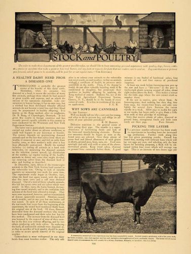 1907 article cattle disease sow cannibals r. m. burden - original cl9 for sale