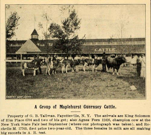1907 ad maplehurst guernsey cows tallman fayetteville - original advertising cg1 for sale