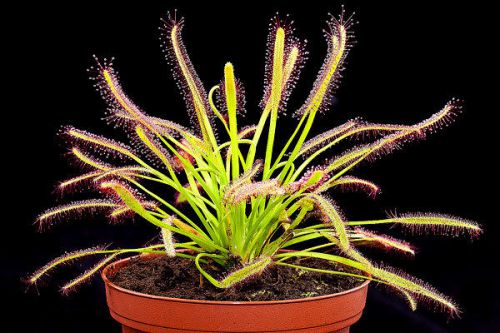 SALE,,,FRESH Drosera Capensis (Sundew) 10+ seeds, Carnivorous Plant,Very Hardy