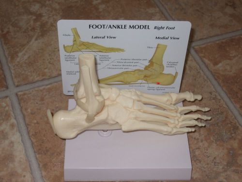Foot and Ankle Joint Anatomical Model with Double Sided Key Card