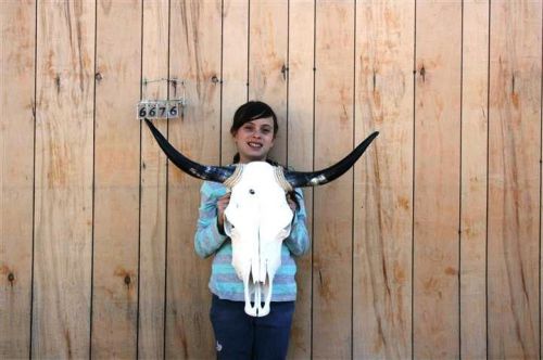Steer skull and 2&#039; 8&#034; long horns cow longhorns h6676 for sale