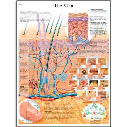 3b scientific vr1283l glossy laminated paper the skin anatomical chart  poster s for sale