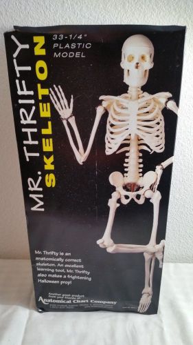 Mr. Thrifty Skeleton 33 1/4&#034; plastic model. NEW! Great for classroom/ office.
