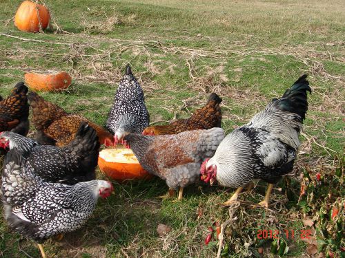 12+ Blue-laced Red Wyandotte &#034;SQ&#034;  Hatching Eggs