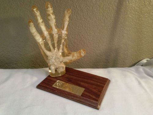 Authentic Complete Right Hand Bones Skeleton Anatomical Display Model Resin