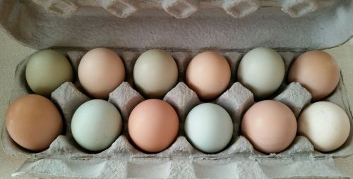 One Dozen Ameraucana Hatching Eggs
