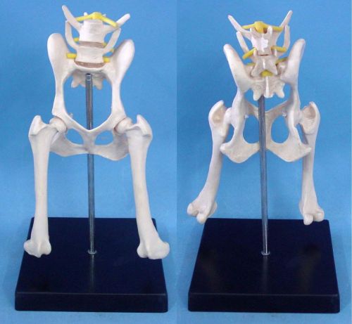 RS Canine hip pelvis anatomy model anatomical bone Dog DISPLAY STURDY EDUCATION