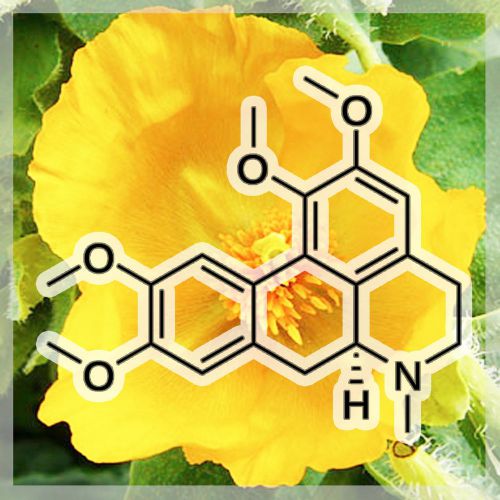1g Glaucine Hydrobromide 99.1% Purity (Natural Yellow Horned Poppy Isolate)