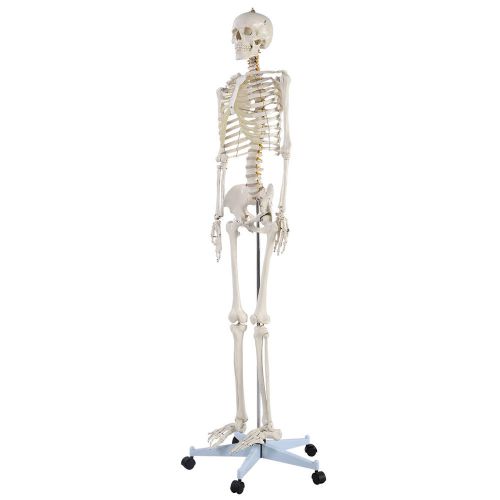 NB  Life Size Human Anatomical Anatomy Skeleton Medical Model + Stand