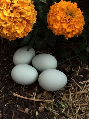 12 Olive Egger Hatching Eggs