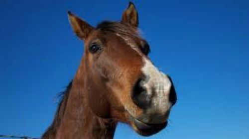 30 Personalized Return Address Labels HORSE!