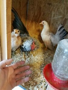 10  pure Malaysian serama hatching eggs worlds smallest chicken micro a b