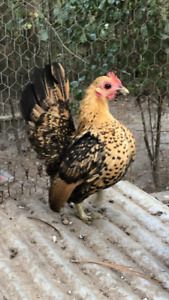 Sixteen (16x) Serama Bantam fertile hatching chicken rooster hen eggs small tiny