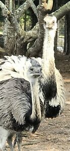 Rhea  eggs Laying Now, Can Buy 1 Egg Up Too 4 Eggs On This Sale